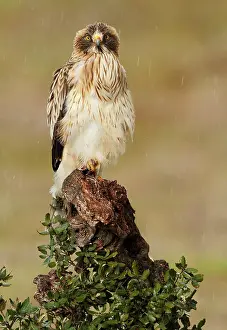 Pennatus: Booted Eagle - adult in rain (white phase)