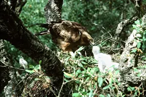 Eagles: BOOTED EAGLE - feeding chicks in nest