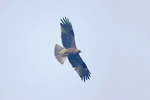 Pennatus: Booted Eagle - in flight