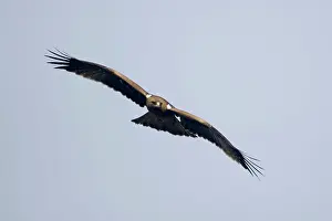 Pennatus: Booted Eagle - in flight