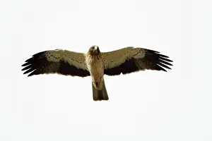 Pennatus: Booted Eagle - in flight