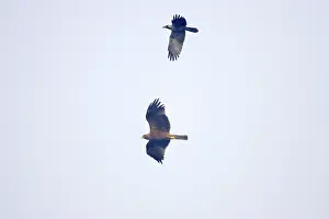 Mobbed: Booted Eagle - in flight being mobbed by House