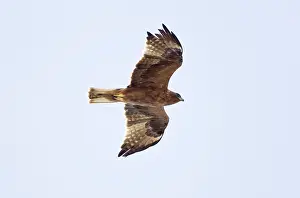 Pennatus: Booted Eagle - juvenile in flight on migration