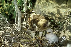 Pennatus: Booted Eagle - at nest with chicks