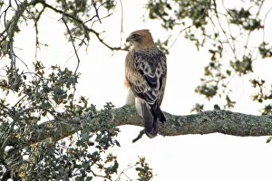 Cork: Booted Eagle - pale version, resting in cork oak