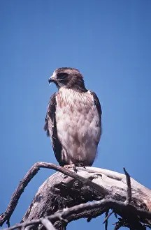 Booted: BOOTED EAGLE - perched on tree trunk