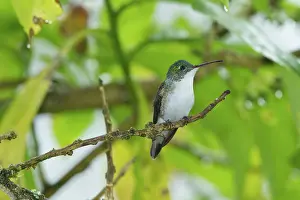 Tandayapa: Booted Racket-tail