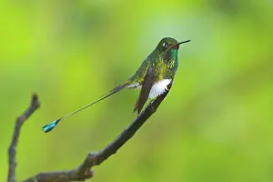 Tandayapa: Booted Racket-tail