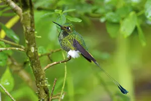Hummer: Booted Racket-tail