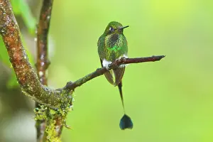 Hummer: Booted Racket-tail Hummingbird