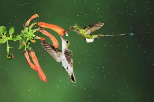 Franciae: Booted Racket-tail (Ocreatus underwoodii) and Andean