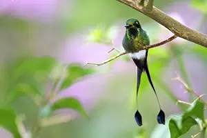 Apodiforme: Booted Racket-tail (Ocreatus underwoodii) male on