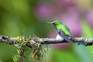 Apodiforme: Booted Racket-tail (Ocreatus underwoodii) male on