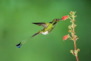 Trochilidae: Booted Racket-tail (Ocreatus underwoodii), male