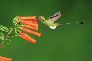 Trochilidae: Booted Racket-tail (Ocreatus underwoodii), male