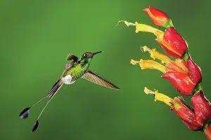 Trochilidae: Booted Racket-tail (Ocreatus underwoodii), male