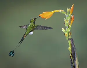 Altitude: Booted Rackettail (Ocreatus underwoodii) feeding