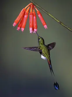 Altitude: Booted Rackettail (Ocreatus underwoodii) feeding