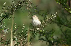 Caligata: Booted Warbler