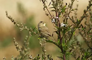 Caligata: Booted Warbler