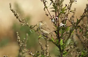 Caligata: Booted Warbler