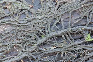 Armillaria: Bootlaces of Honey Fungus