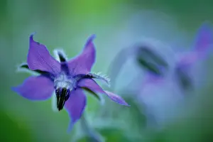Borage: Borage