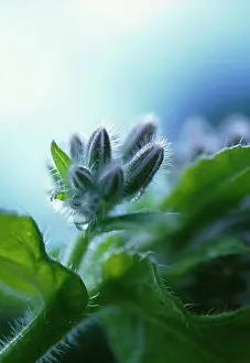 Borage: Borage