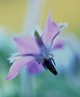 Borage: Borage