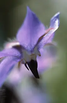Borage: Borage