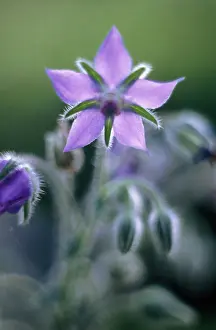 Borage: Borage