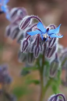 Borage: Borage