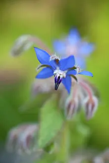 Borage: Borage