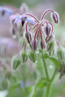Borage: Borage