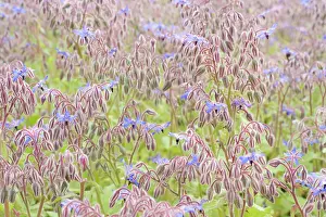 Borage: Borage