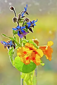 Borage: Borage