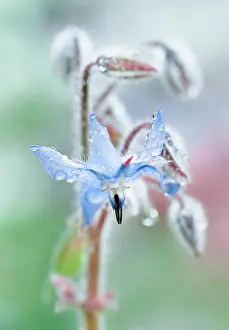 Borage: Borage