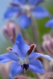 Borage: Borage