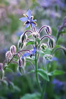 Borage: Borage