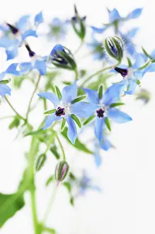 Borage: Borage