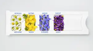 Deadly: Borage