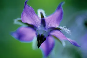 Pointy: Borage