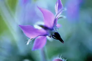 Borage: Borage