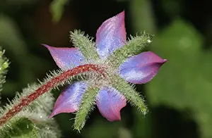 Borage: Borage