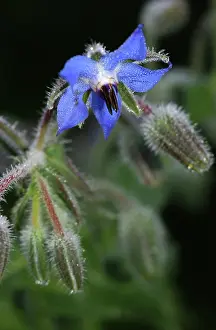 Borage: Borage