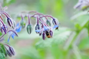 Borage: Borage, Borago officinalis, Close view of some sprays