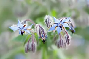 Borage: Borage, Borago officinalis, Close view of some sprays