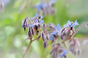 Borage: Borage, Borago officinalis, Close view of some sprays