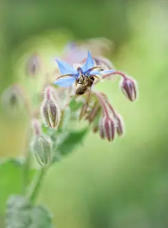 Borage: Borage, Borago officinalis, Close view of some sprays