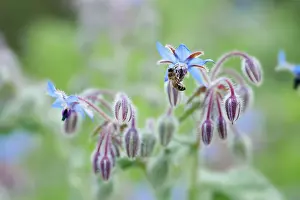 Borage: Borage, Borago officinalis, Close view of some sprays
